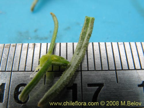 Фотография Huidobria chilensis (). Щелкните, чтобы увеличить вырез.