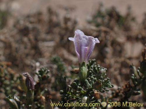 Imágen de Nolana mollis (). Haga un clic para aumentar parte de imágen.