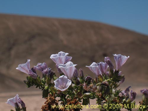 Imágen de Nolana mollis (). Haga un clic para aumentar parte de imágen.