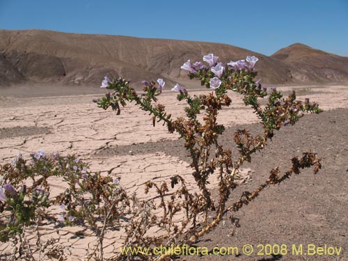 Imágen de Nolana mollis (). Haga un clic para aumentar parte de imágen.