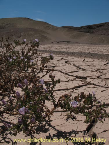 Imágen de Nolana mollis (). Haga un clic para aumentar parte de imágen.