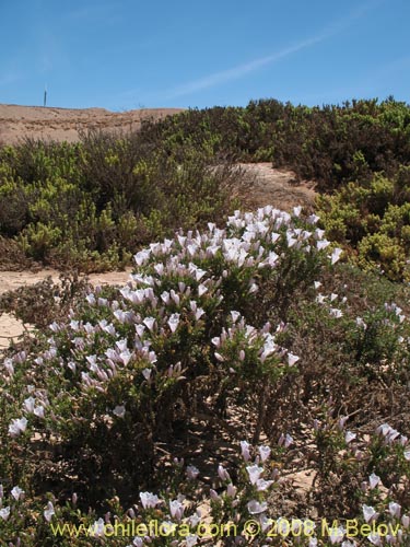 Imágen de Nolana mollis (). Haga un clic para aumentar parte de imágen.