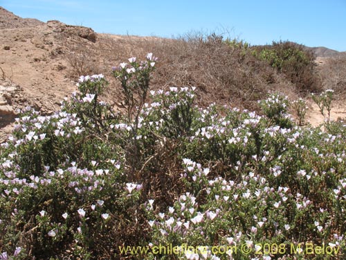 Imágen de Nolana mollis (). Haga un clic para aumentar parte de imágen.