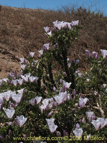 Imágen de Nolana mollis (). Haga un clic para aumentar parte de imágen.