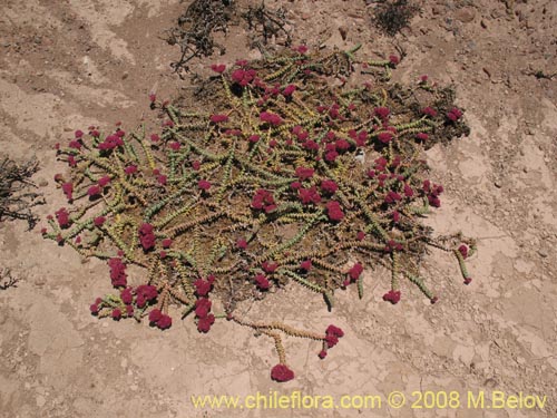Image of Portulacaeae sp. #3064 (). Click to enlarge parts of image.