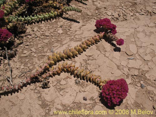 Imágen de Portulacaeae sp. #3064 (). Haga un clic para aumentar parte de imágen.