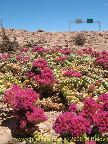 Bild von Portulacaeae sp. #3064 (). Klicken Sie, um den Ausschnitt zu vergrössern.