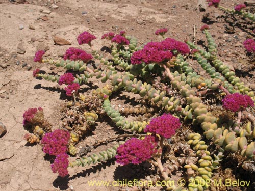 Imágen de Portulacaeae sp. #3064 (). Haga un clic para aumentar parte de imágen.