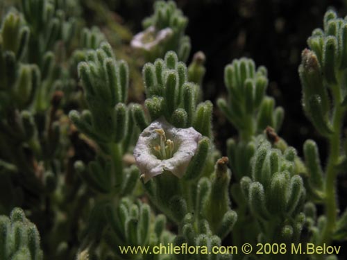 Image of Nolana sp. #1791 (). Click to enlarge parts of image.