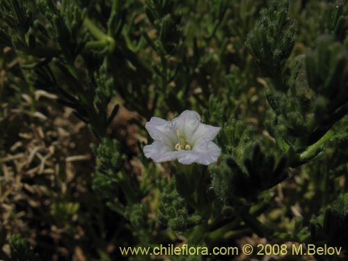 Imágen de Nolana sp. #1792 (). Haga un clic para aumentar parte de imágen.