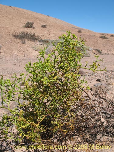 Imágen de Gymnophyton sp.  #1759 (). Haga un clic para aumentar parte de imágen.