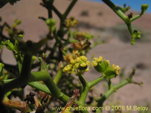 Imágen de Gymnophyton sp.  #1759 (). Haga un clic para aumentar parte de imágen.