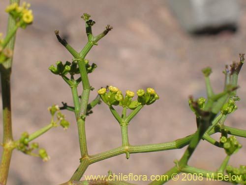 Imágen de Gymnophyton sp.  #1759 (). Haga un clic para aumentar parte de imágen.