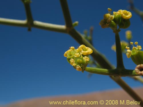 Imágen de Gymnophyton sp.  #1759 (). Haga un clic para aumentar parte de imágen.