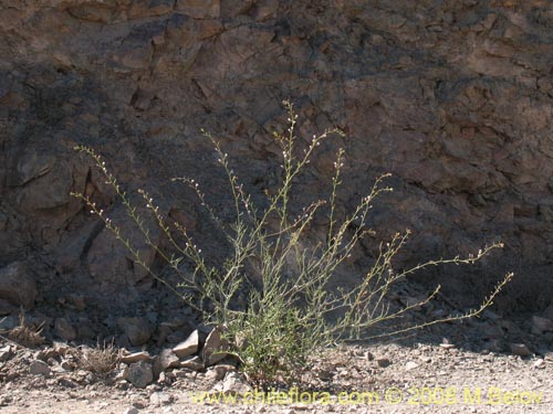 Imágen de Werdermannia anethifolia (). Haga un clic para aumentar parte de imágen.