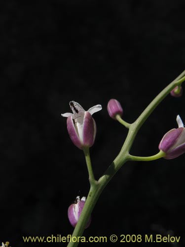 Фотография Werdermannia anethifolia (). Щелкните, чтобы увеличить вырез.