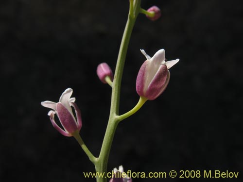 Bild von Werdermannia anethifolia (). Klicken Sie, um den Ausschnitt zu vergrössern.
