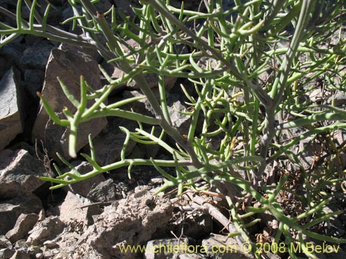 Imágen de Werdermannia anethifolia (). Haga un clic para aumentar parte de imágen.