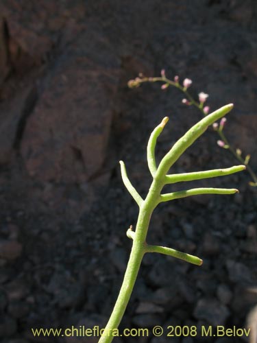 Bild von Werdermannia anethifolia (). Klicken Sie, um den Ausschnitt zu vergrössern.