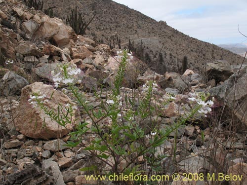 Imágen de Cleome chilensis (). Haga un clic para aumentar parte de imágen.