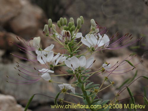 Cleome chilensisの写真