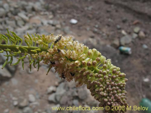 Imágen de Planta no identificada sp. #1271 (). Haga un clic para aumentar parte de imágen.