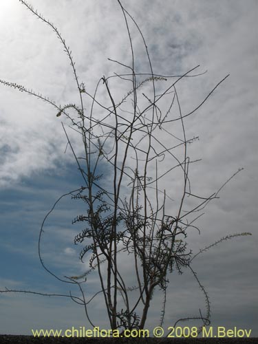 Imágen de Planta no identificada sp. #1271 (). Haga un clic para aumentar parte de imágen.