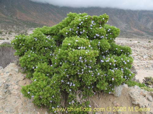 Imágen de Nolana ramosissima (). Haga un clic para aumentar parte de imágen.