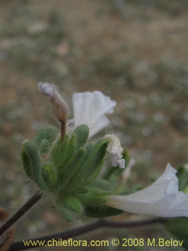 Imágen de Nolana aplocaryoides (). Haga un clic para aumentar parte de imágen.