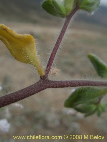 Imágen de Nolana aplocaryoides (). Haga un clic para aumentar parte de imágen.