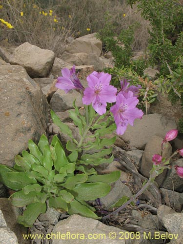 Image of Alstroemeria violacea (Lirio del campo). Click to enlarge parts of image.