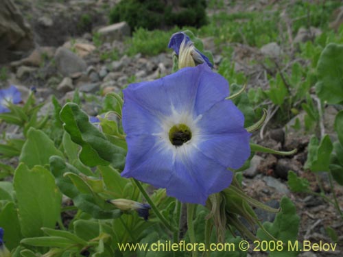 Imágen de Nolana elegans (). Haga un clic para aumentar parte de imágen.