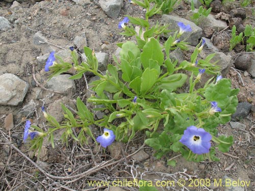 Imágen de Nolana elegans (). Haga un clic para aumentar parte de imágen.