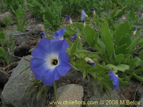 Imágen de Nolana elegans (). Haga un clic para aumentar parte de imágen.