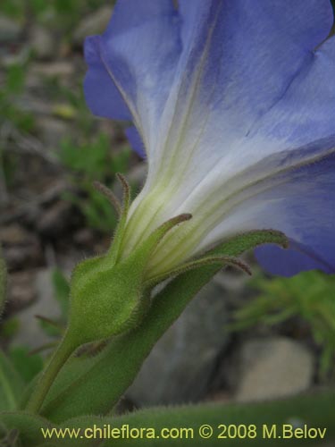 Bild von Nolana elegans (). Klicken Sie, um den Ausschnitt zu vergrössern.