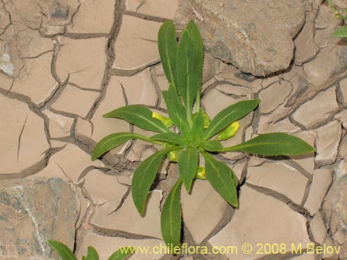 Bild von Viola sp. #1166 (). Klicken Sie, um den Ausschnitt zu vergrössern.