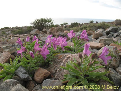 Bild von Alstroemeria violacea (Lirio del campo). Klicken Sie, um den Ausschnitt zu vergrössern.