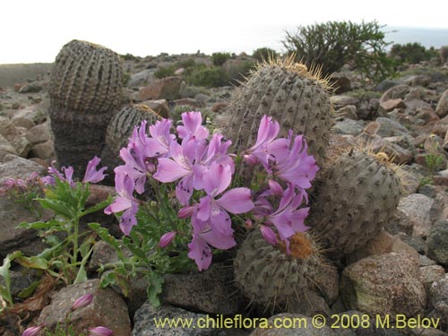 Image of Alstroemeria violacea (Lirio del campo). Click to enlarge parts of image.