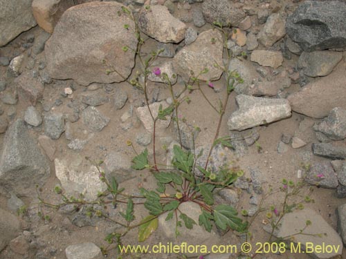 Bild von Cristaria molinae (). Klicken Sie, um den Ausschnitt zu vergrössern.