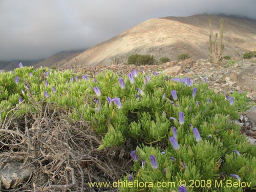 Bild von Nolana linearifolia (). Klicken Sie, um den Ausschnitt zu vergrössern.