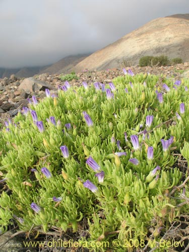 Image of Nolana linearifolia (). Click to enlarge parts of image.