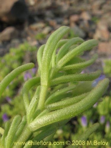 Bild von Nolana linearifolia (). Klicken Sie, um den Ausschnitt zu vergrössern.