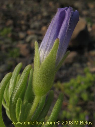 Imágen de Nolana linearifolia (). Haga un clic para aumentar parte de imágen.