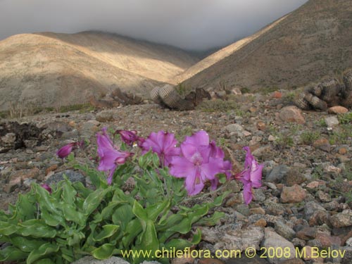 Bild von Alstroemeria violacea (Lirio del campo). Klicken Sie, um den Ausschnitt zu vergrössern.