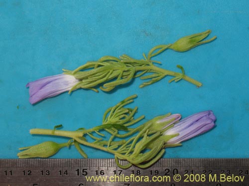 Фотография Nolana linearifolia (). Щелкните, чтобы увеличить вырез.
