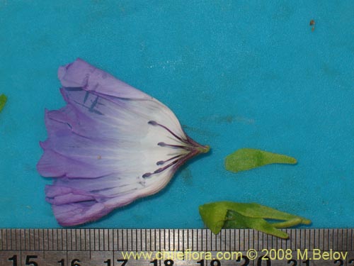 Image of Nolana linearifolia (). Click to enlarge parts of image.