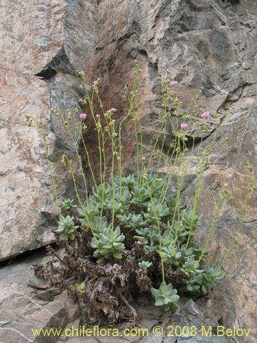 Bild von Calandrinia chanaralensis (). Klicken Sie, um den Ausschnitt zu vergrössern.