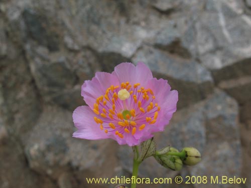 Imágen de Calandrinia chanaralensis (). Haga un clic para aumentar parte de imágen.