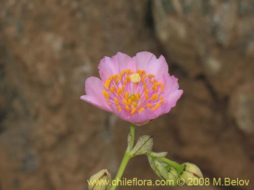 Bild von Calandrinia chanaralensis (). Klicken Sie, um den Ausschnitt zu vergrössern.