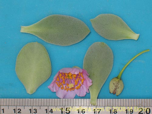 Image of Calandrinia chanaralensis (). Click to enlarge parts of image.